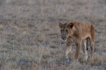 lion cub in the savannah