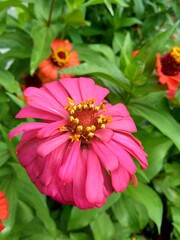 Zinnia elegans (youth and age, common zinnia, elegant zinnia) flower with natural background. Flower colours range from white, cream, pinks, reds, purples, green, yellow, apricot, orange and salmon.