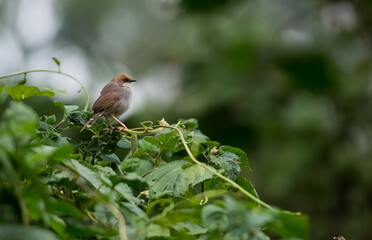small nectar bird