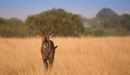 deer in the wild