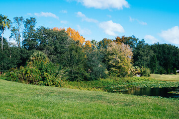 Leaf change color in autumn of Florida