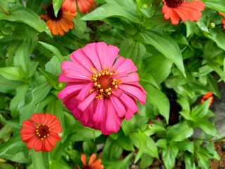 Zinnia elegans (youth and age, common zinnia, elegant zinnia) flower with natural background. Flower colours range from white, cream, pinks, reds, purples, green, yellow, apricot, orange and salmon.