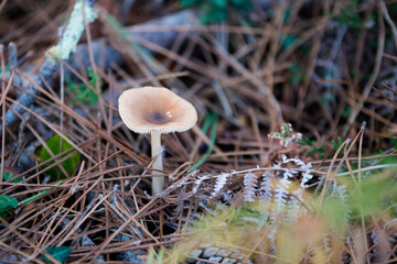 mushrooms growing in the forest