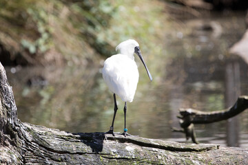Royal Spoonbill (Platalea regia) in breeding plumage.