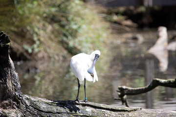 Royal Spoonbill (Platalea regia) in breeding plumage.