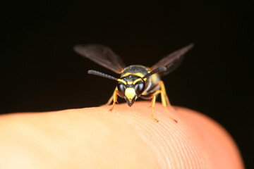Water hyacinth on human finger, close up picture