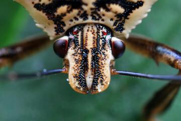stinkbug on plant leaves in nature, North China Plain