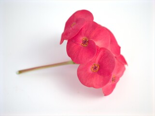 Red flower isolated on white background ,Crown of thorns  flower