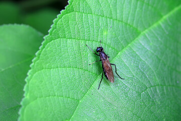 Black water fly inhabits wild plants in North China