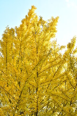 Obraz premium イチョウと青空