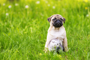 Fototapeta premium A pug puppy and a Scotland taby kitten sit next to the green grass and look in different directions