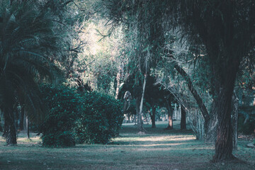 A tree in the park in the morning