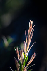 The top of the poplar in the morning