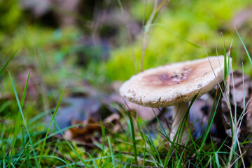 purple mushrooms growing in the forest