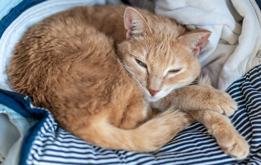 Fototapeta na wymiar A ginger cat sleeps in his soft cozy bed on a floor carpet