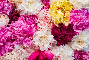 bunte Pfingstrosen auf rosa Hintergrund © Maksim Shebeko