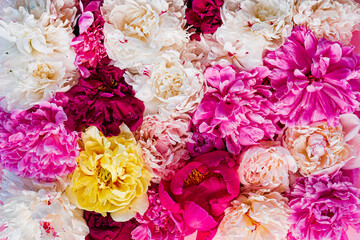 bunte Pfingstrosen auf rosa Hintergrund © Maksim Shebeko