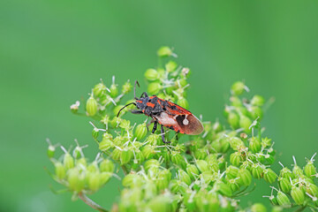 stinkbug on plant leaves in nature, North China Plain