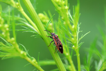 stinkbug on plant leaves in nature, North China Plain