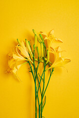 day-lily on the yellow background