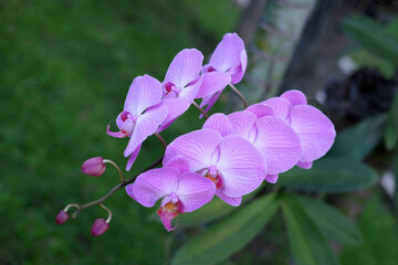 Purple orchid flower phalaenopsis, phalaenopsis or falah, butterfly orchids.