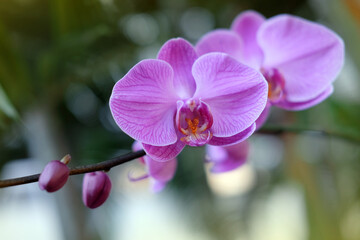 Purple orchid flower phalaenopsis, phalaenopsis or falah, butterfly orchids.