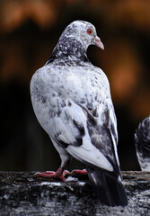 Pigeon waiting