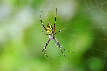 Spiders on wild plants, North China
