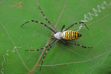 Spiders on wild plants, North China