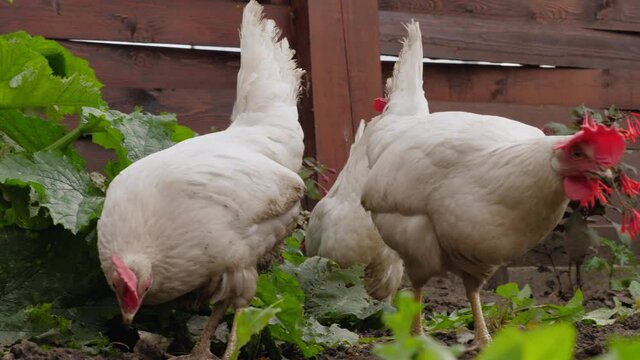 Chickens row the ground in search of worms and food