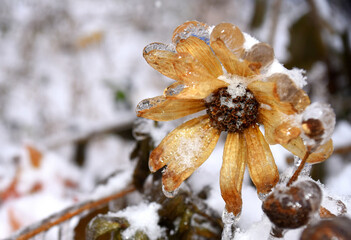 Frozen yellow flower with snowflakes and ice. Black-eyed Susan or Coneflowers. Russian winter.