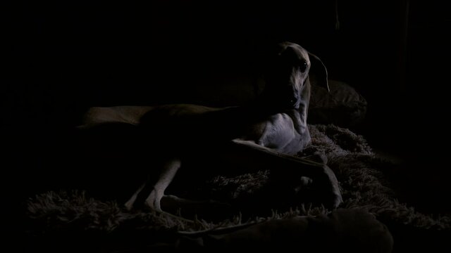 A beautiful female Sloughi greyhound dog lays in the dark with half of her face illuminated. Artistic, dark, black, low key footage.