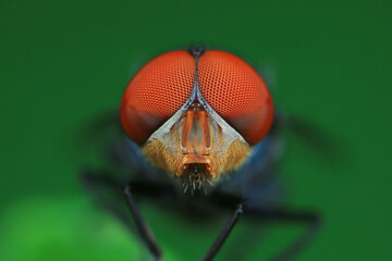 Flies on plants in the nature, North China Plain