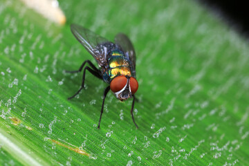 Naklejka premium Flies on plants in the nature, North China Plain