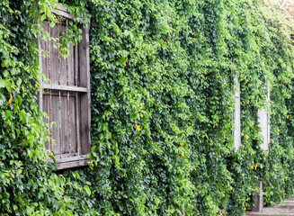 The wooden  windows is brown were on the walls  trees..Green ivy wall with old wooden windows.