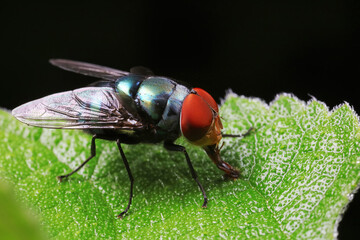 Flies on plants in the nature, North China Plain