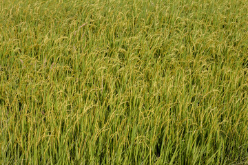 Rice comes out in Thailand..Green rice fields produce yellow seeds.