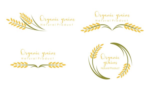 Set of Paddy wheat, rice organic grain products food banner logo