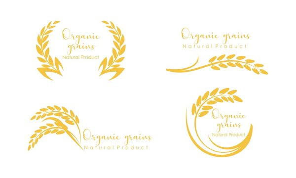 Set of Paddy wheat, rice organic grain products food banner logo