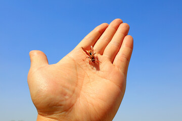 Bees on human fingers, North China