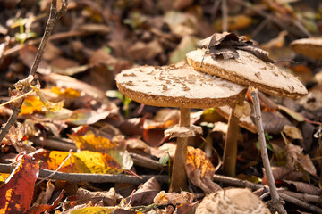 Dangerous mushrooms mushrooms growing in the forest