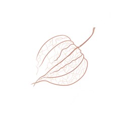 Physalis logo