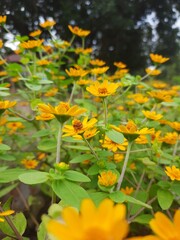 yellow flower in the garden