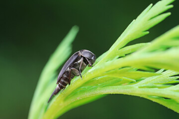 Coleoptera flower fleas crawling on weeds