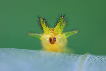 The larvae of moths are covered with bristles and look terrible