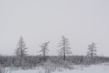 tree in the snow, tree in the tundra, fog in winter