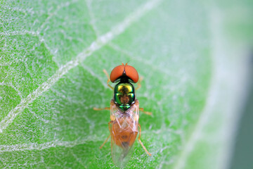 Gadfly inhabits wild plants, North China