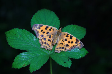 Lepidoptera insect on wild plants, North China