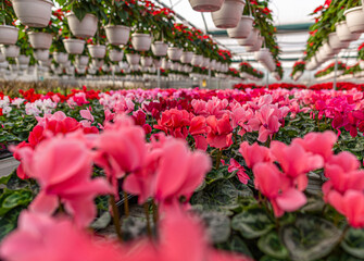 Pink cyclamen flowers blossoming