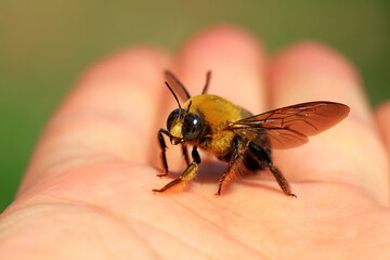 Xylocopa appendiculata crawling on human hands